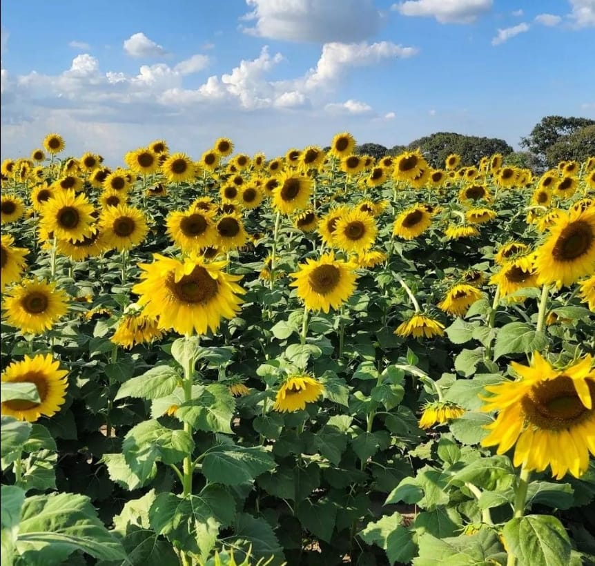 Merma superficie de girasol por intento fallido de comercialización del  maíz - Portuguesa Reporta